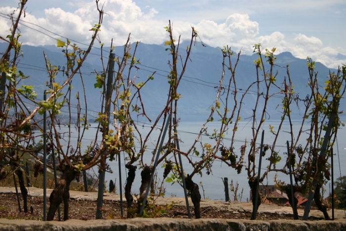 Vignes grelees Lavaux - 023